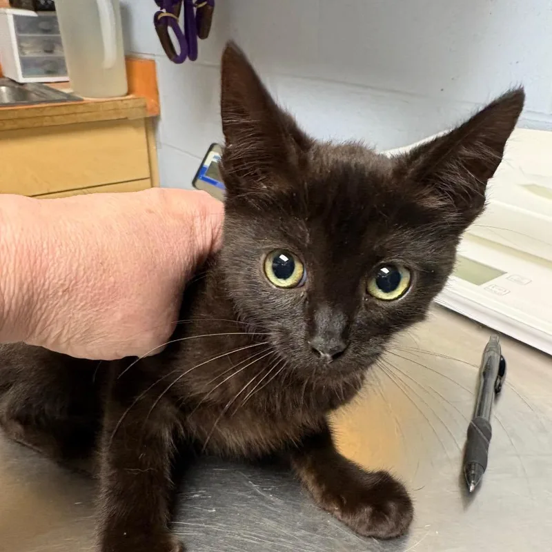 A baby small-sized male Black Domestic Short Hair cat named Ashton for adoption in DeKalb, IL