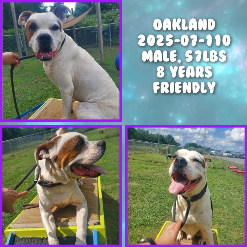 A senior medium-sized male Boxer dog named Oakland for adoption in Winder, GA