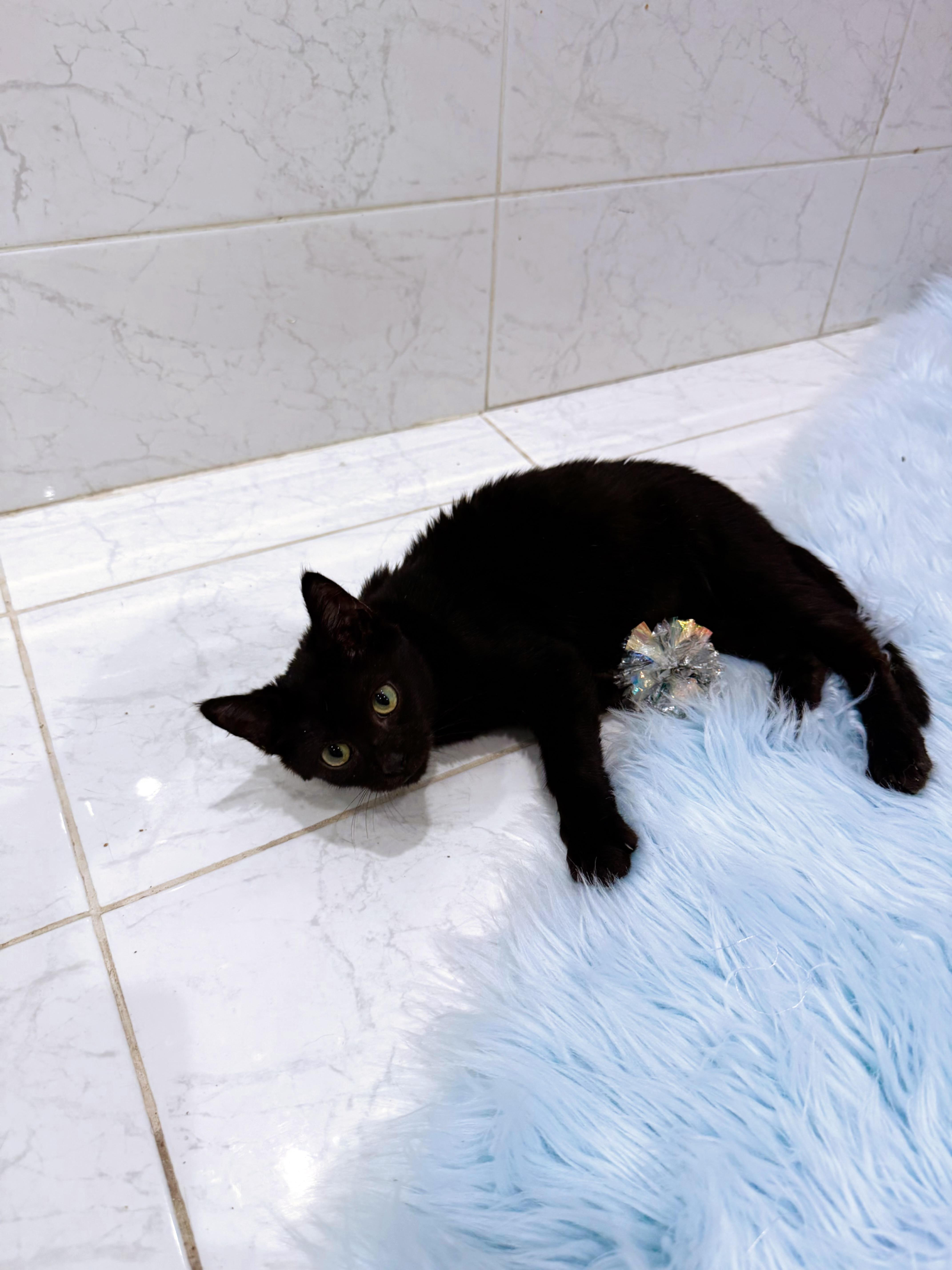 A baby large-sized male Domestic Short Hair cat named Mario for adoption in Miami, FL