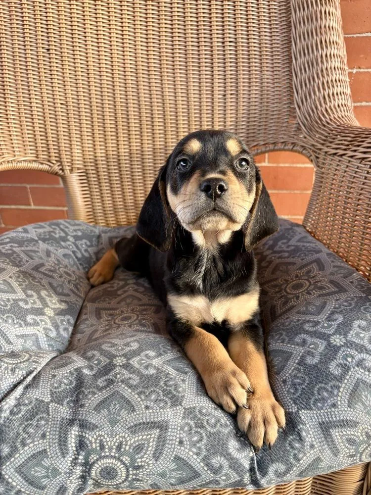 A baby large-sized male Brown / Chocolate Hound dog named Bobby for adoption in Irwin, PA