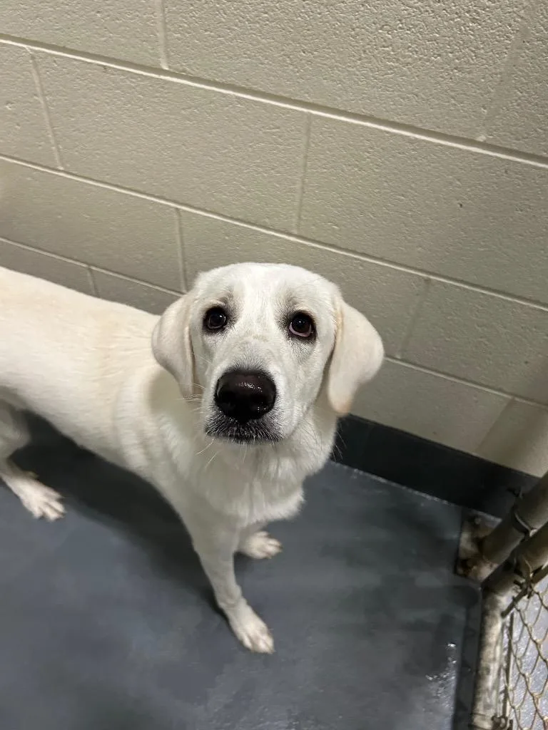 A baby large-sized female Anatolian Shepherd dog named Rosa for adoption in Johnson City, TN