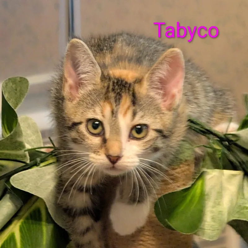 A baby small-sized female Tabby (Orange / Red) Tabby cat named Tabyco for adoption in Shrewsbury, MA
