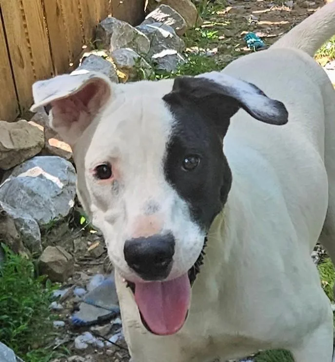 A baby large-sized male Black American Bulldog dog named Gus Gingerbread for adoption in Andover, MA