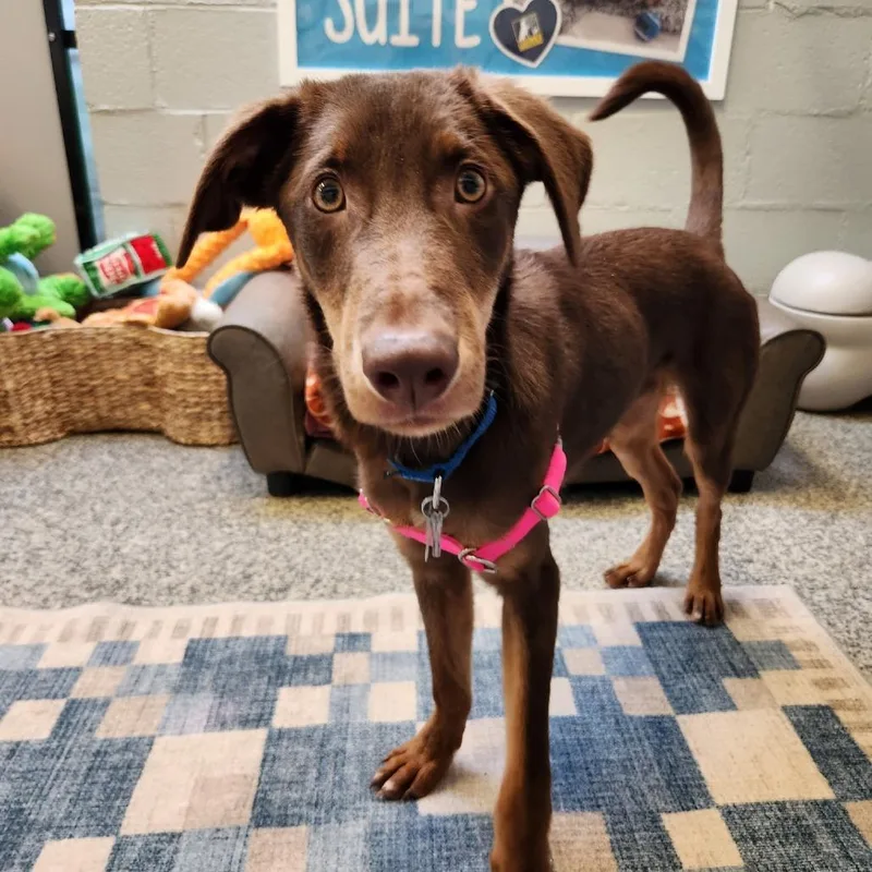 A young medium-sized male Brown / Chocolate Retriever dog named Koopa Troopa for adoption in Falls Church, VA
