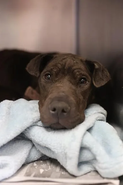 A young medium-sized female American Staffordshire Terrier dog named Paquita for adoption in San Antonio, TX