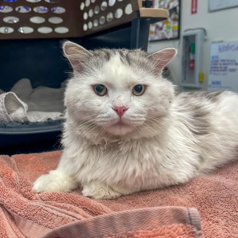 An adult medium-sized male Gray / Blue / Silver Domestic Medium Hair cat named Harrison for adoption in Bentonville, AR