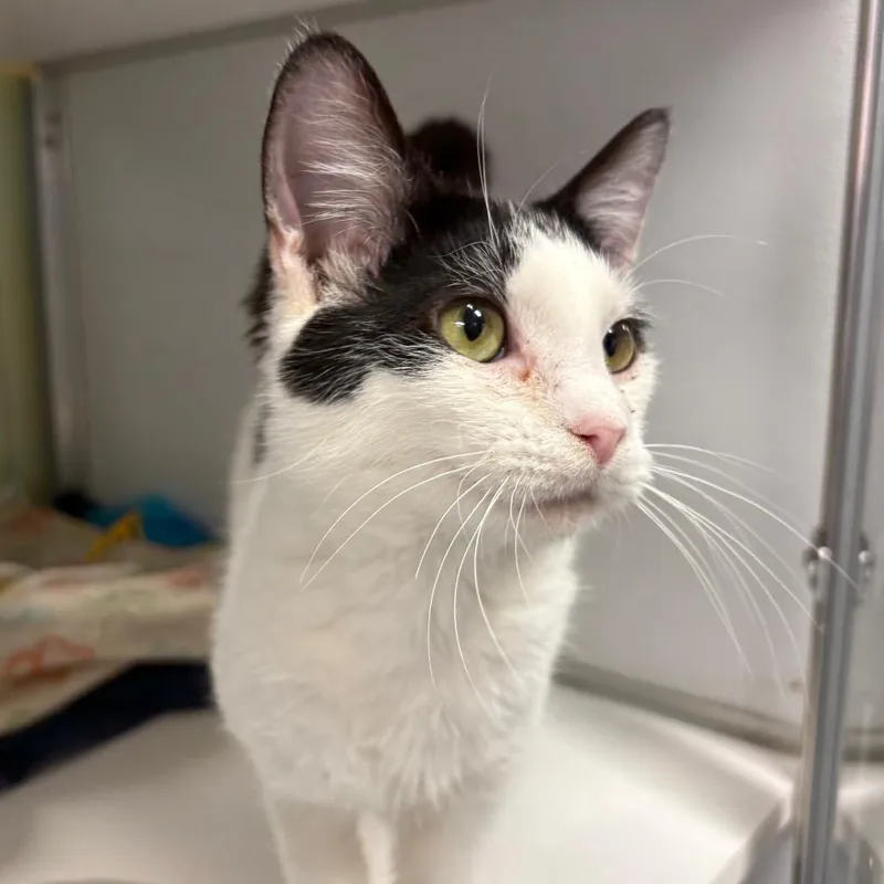 A young medium-sized male White Domestic Short Hair cat named Kudu for adoption in Binghamton, NY