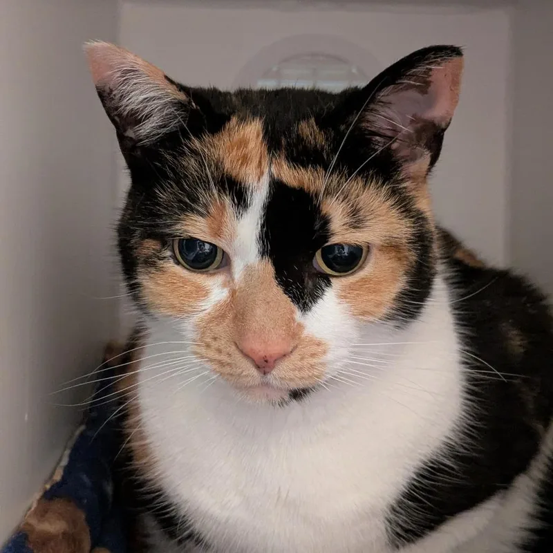 Sophie