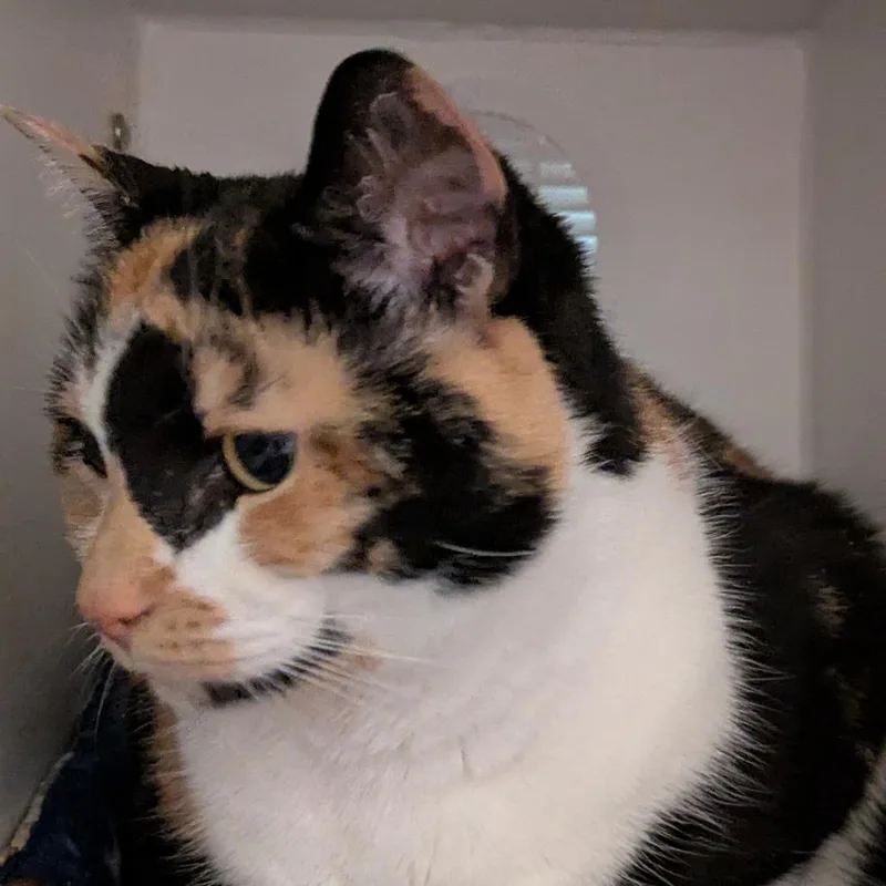 Sophie thumbnail 2