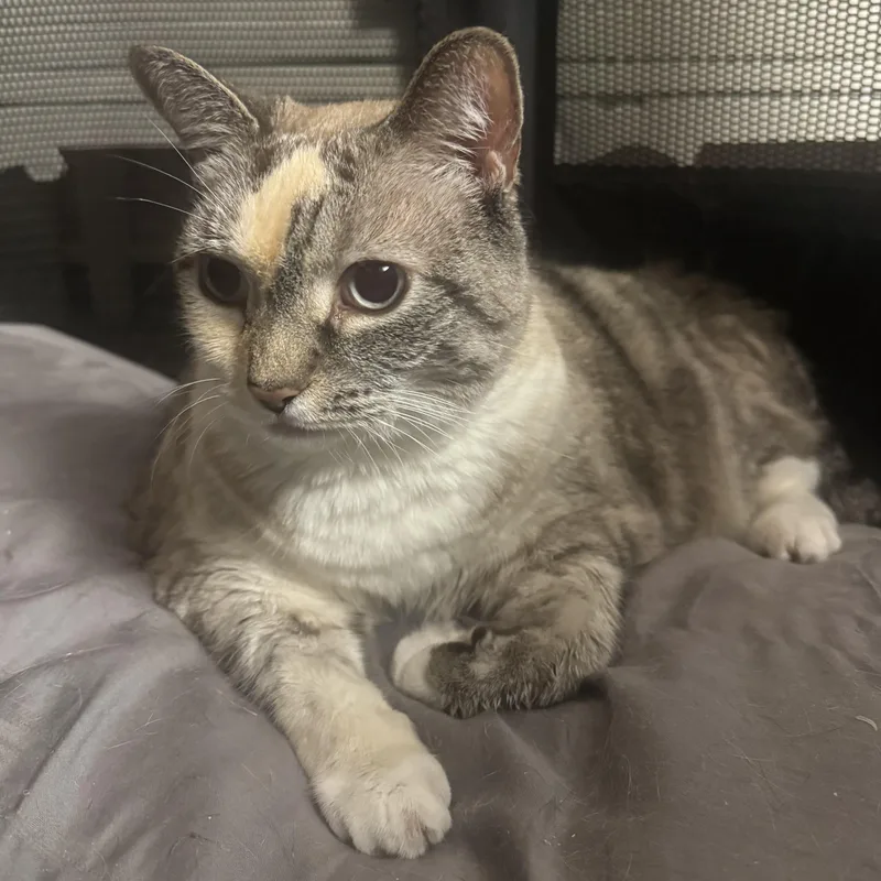 A senior large-sized female Buff & White Domestic Short Hair cat named Colette for adoption in Hamilton, NJ