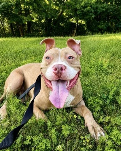 A young medium-sized female Pit Bull Terrier dog named Piglet for adoption in Bloomsburg, PA