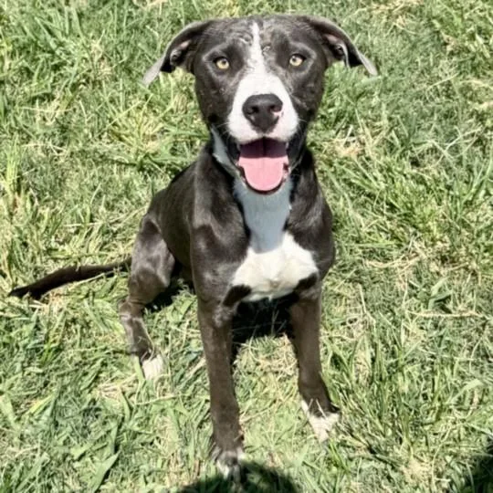 Archie