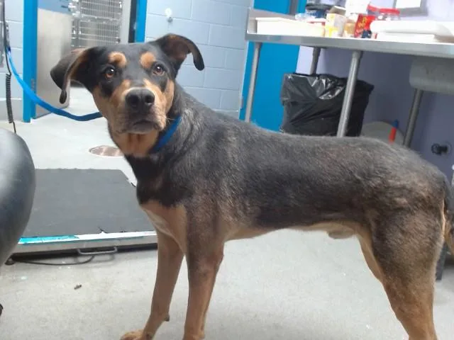 An adult medium-sized male German Shepherd Dog dog named Erwin for adoption in Albuquerque, NM