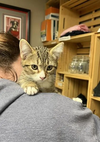 A baby medium-sized male Domestic Short Hair cat named Little Foot for adoption in East Brookfield, MA