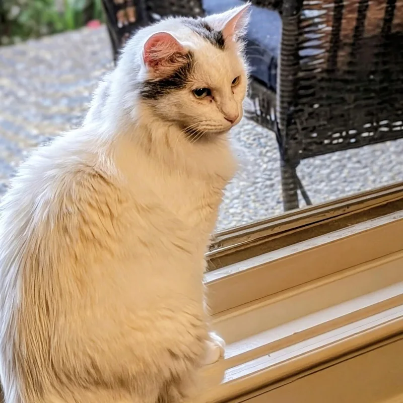 An adult large-sized female Gray & White Turkish Angora cat named Smudge for adoption in Liverpool, TX