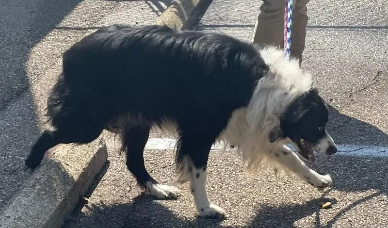 An adult large-sized male Black Mixed Breed dog named Raisin for adoption in Cincinnati, OH