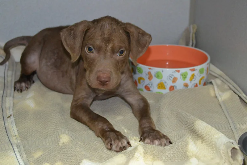 A baby small-sized male Chocolate Labrador Retriever dog named Pop Tart for adoption in Jackson, LA