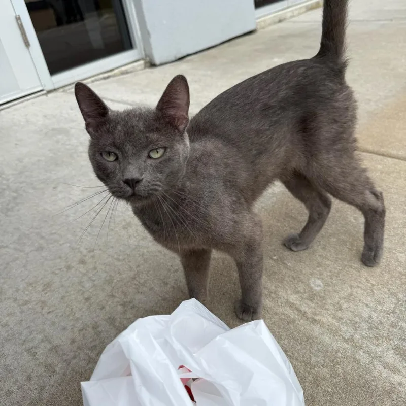 A young small-sized male Gray / Blue / Silver Domestic Short Hair cat named Domino for adoption in Okmulgee, OK