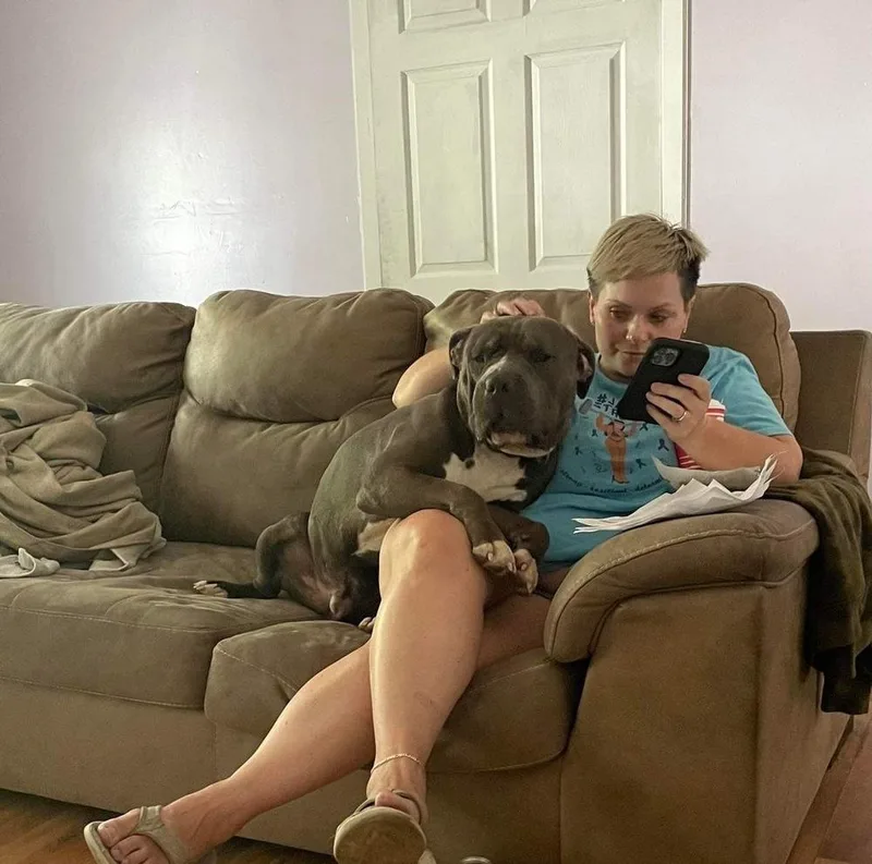 An adult large-sized male American Bully dog named Wellington for adoption in Indianapolis, IN