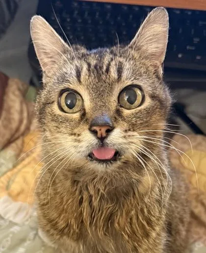 A senior medium-sized male Domestic Short Hair cat named Leland for adoption in Eugene, OR
