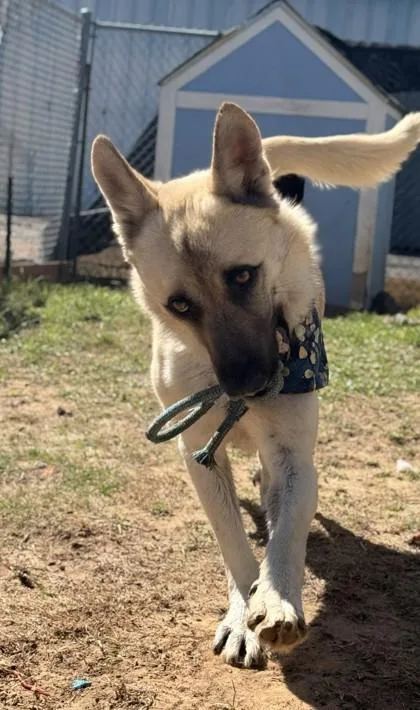 A baby large-sized male German Shepherd Dog dog named Echo for adoption in Balch Springs, TX
