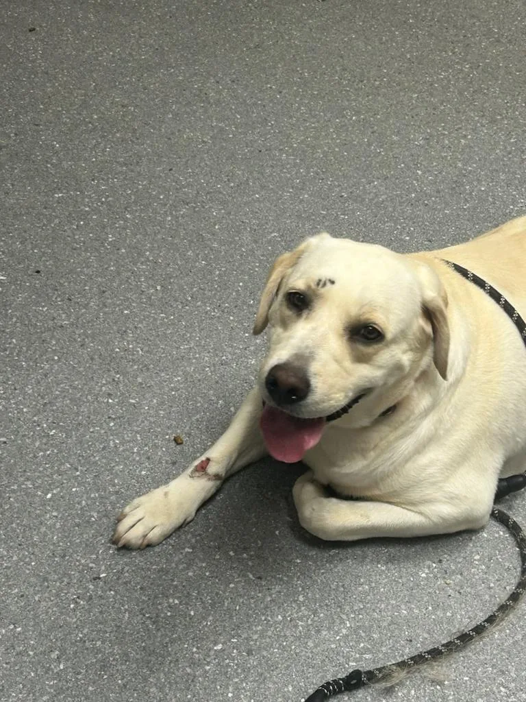 An adult large-sized female Labrador Retriever dog named Daisy for adoption in Greenfield, IN