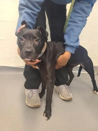 A young medium-sized female Pit Bull Terrier dog named Beauty for adoption in Seattle, WA