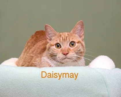 Daisymay