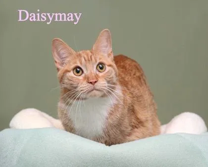 Daisymay thumbnail 2