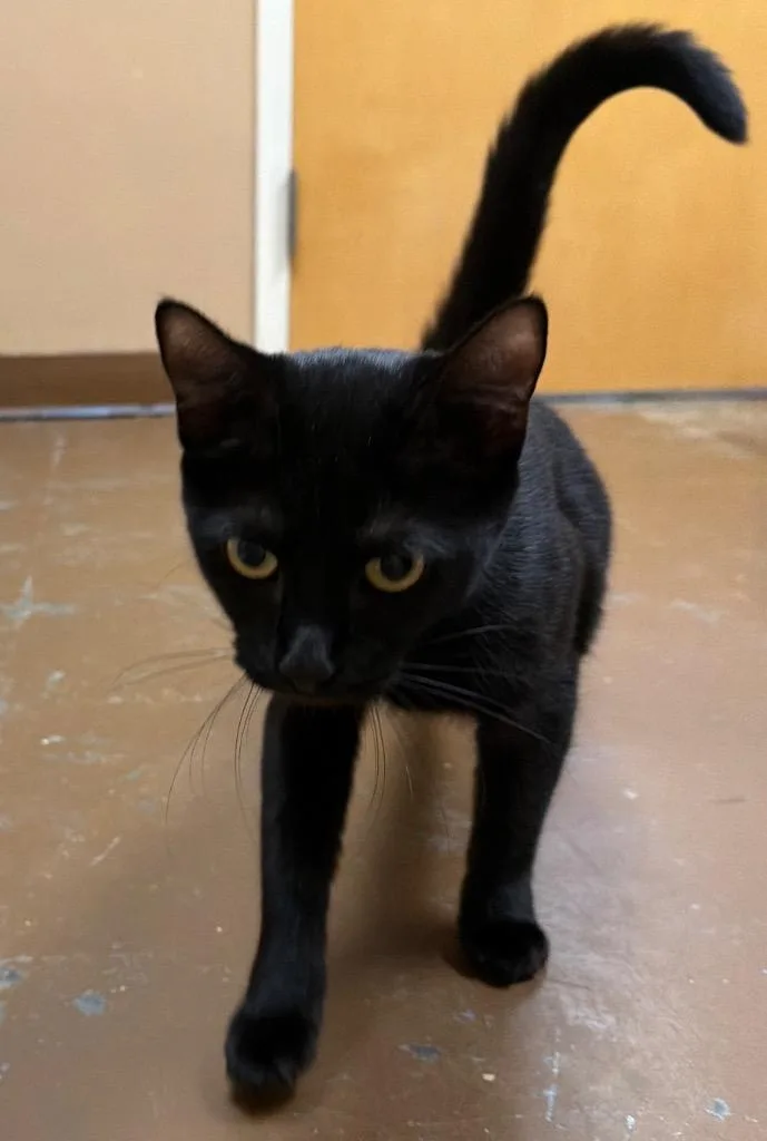 A young small-sized female Domestic Short Hair cat named Obsidian Princess for adoption in Ocala, FL