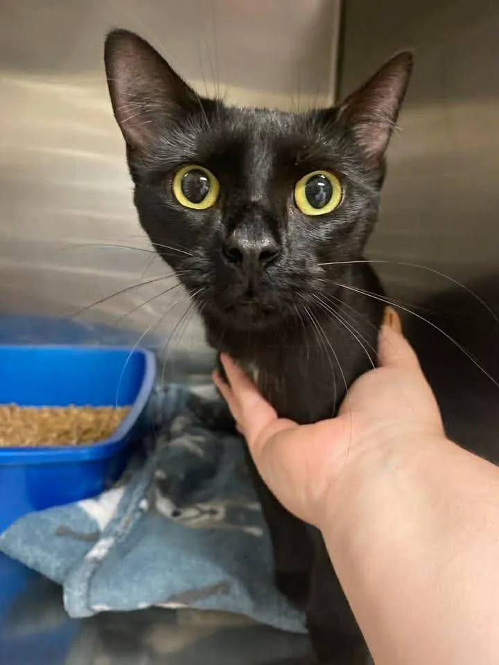 Obsidian Princess thumbnail 2