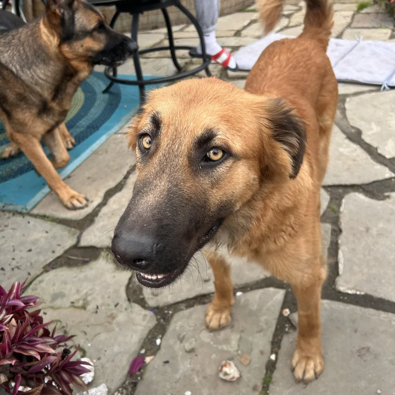 An adult large-sized male Retriever dog named Finn for adoption in Elyria, OH