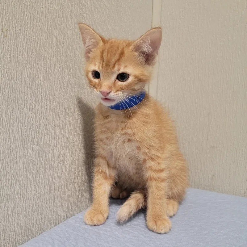 A baby small-sized male Orange / Red Domestic Short Hair cat named Luca for adoption in Clearwater, FL