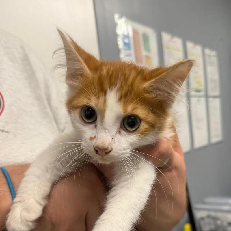 A baby small-sized male Domestic Long Hair cat named Carlos for adoption in Birmingham, AL