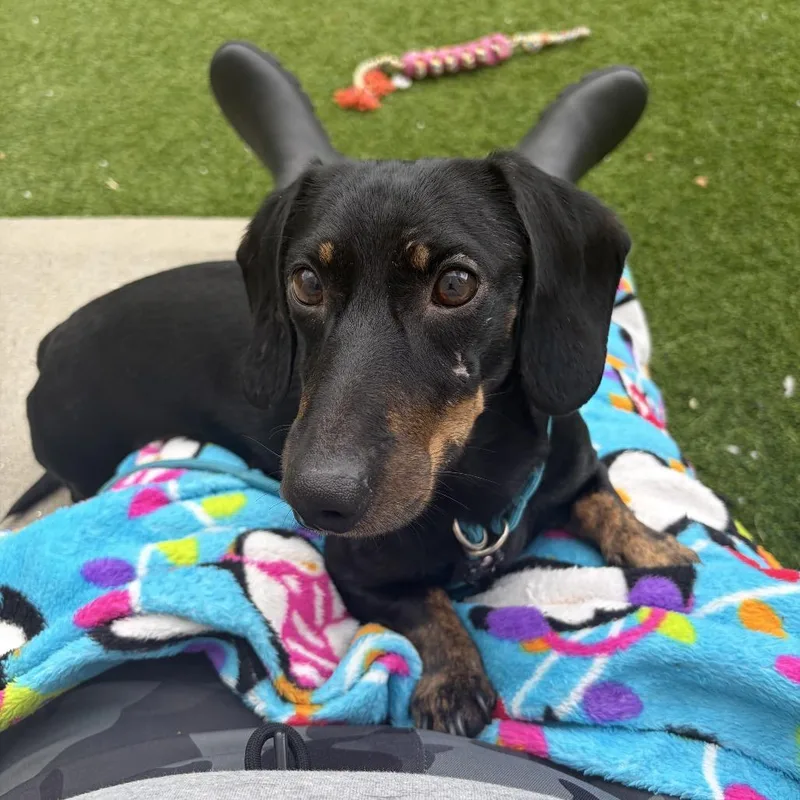 An adult small-sized male Black Dachshund dog named Dale for adoption in Bedford, NH