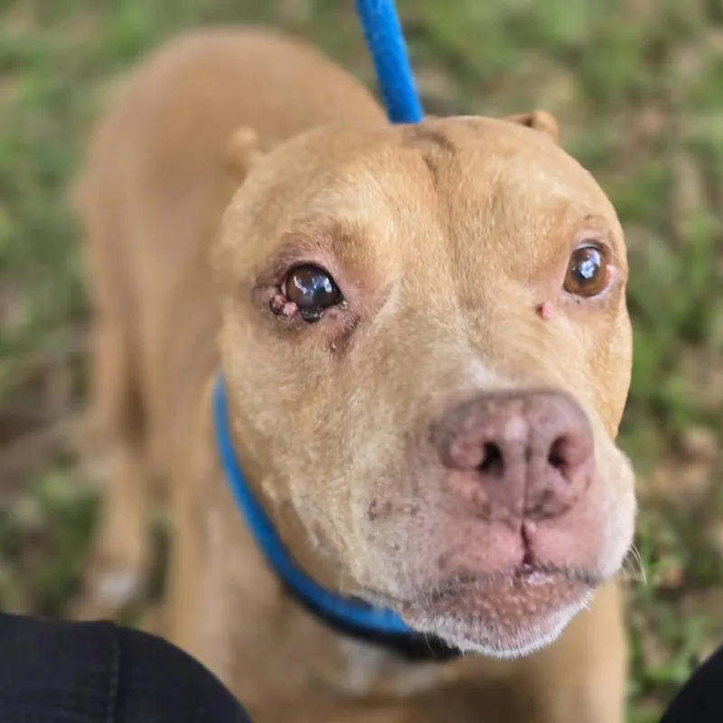 A senior large-sized male Red / Chestnut / Orange Pit Bull Terrier dog named Calvin for adoption in Sarasota, FL