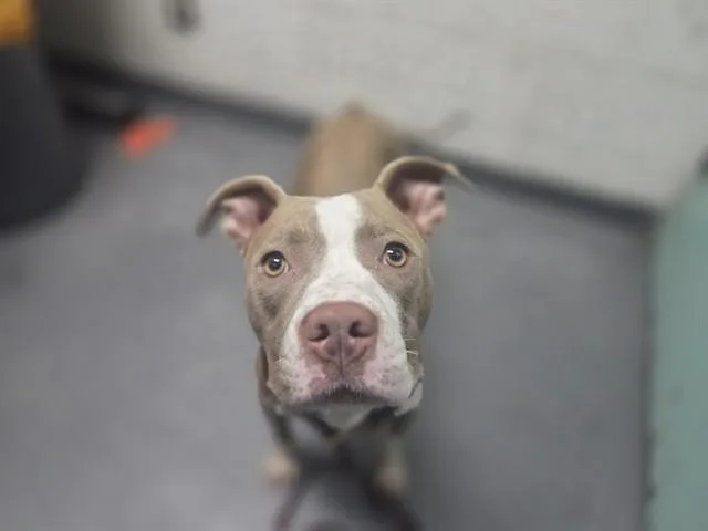 A young large-sized female Pit Bull Terrier dog named Katniss for adoption in Antioch, CA