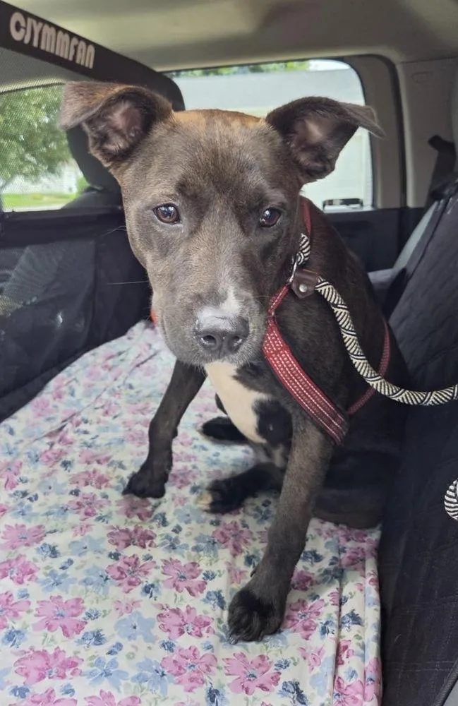 An adult medium-sized female Tricolor (Brown, Black, & White) Pit Bull Terrier dog named Quinn for adoption in Rochester, IN