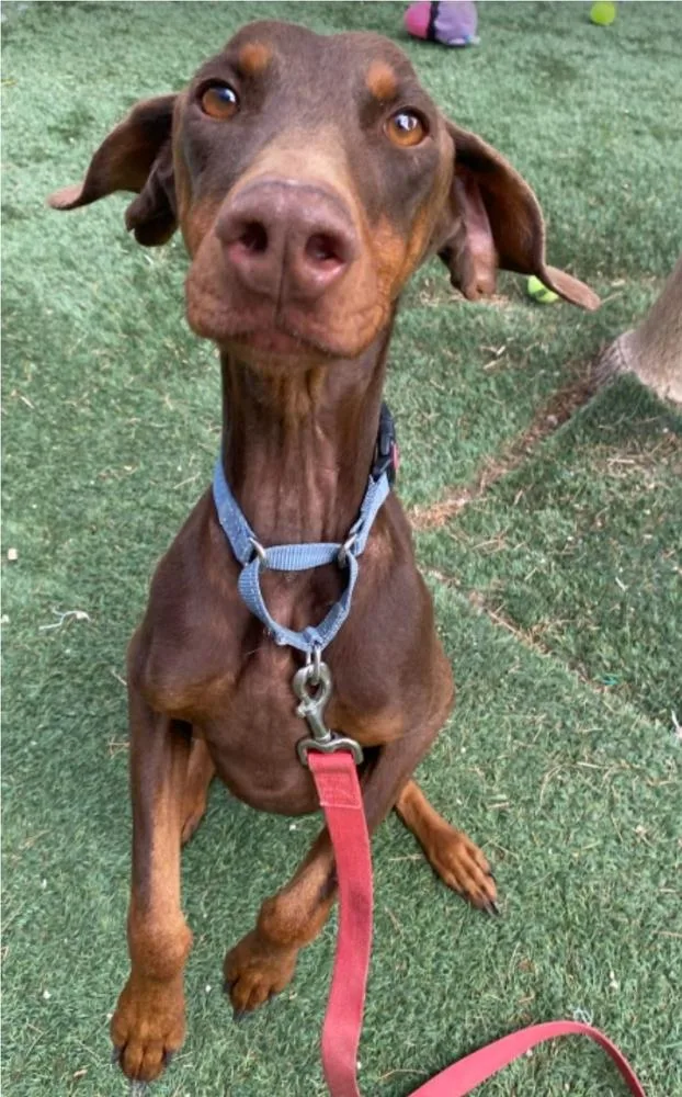 Penny Pinscher thumbnail 2