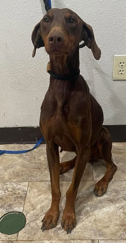 Penny Pinscher thumbnail 4