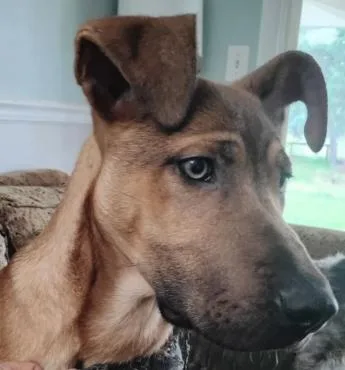 A baby extra large-sized male Sable Anatolian Shepherd dog named Bob for adoption in Frazier Park, CA