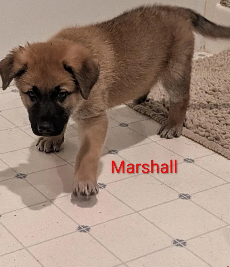 A baby large-sized male Great Pyrenees dog named Marshall for adoption in Newport, KY