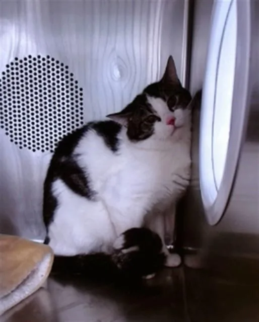 An adult medium-sized male Domestic Short Hair cat named Jerry for adoption in Albuquerque, NM
