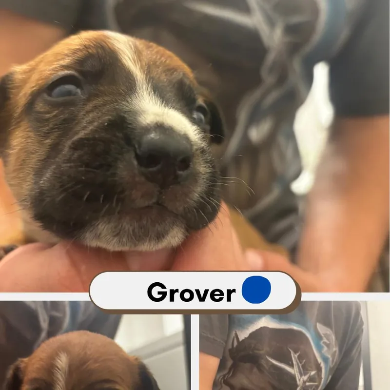 Grover