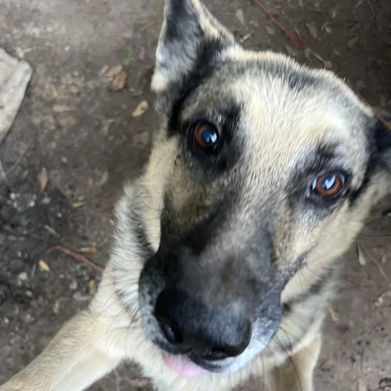 A senior medium-sized male German Shepherd Dog dog named Duke for adoption in Tupelo, MS