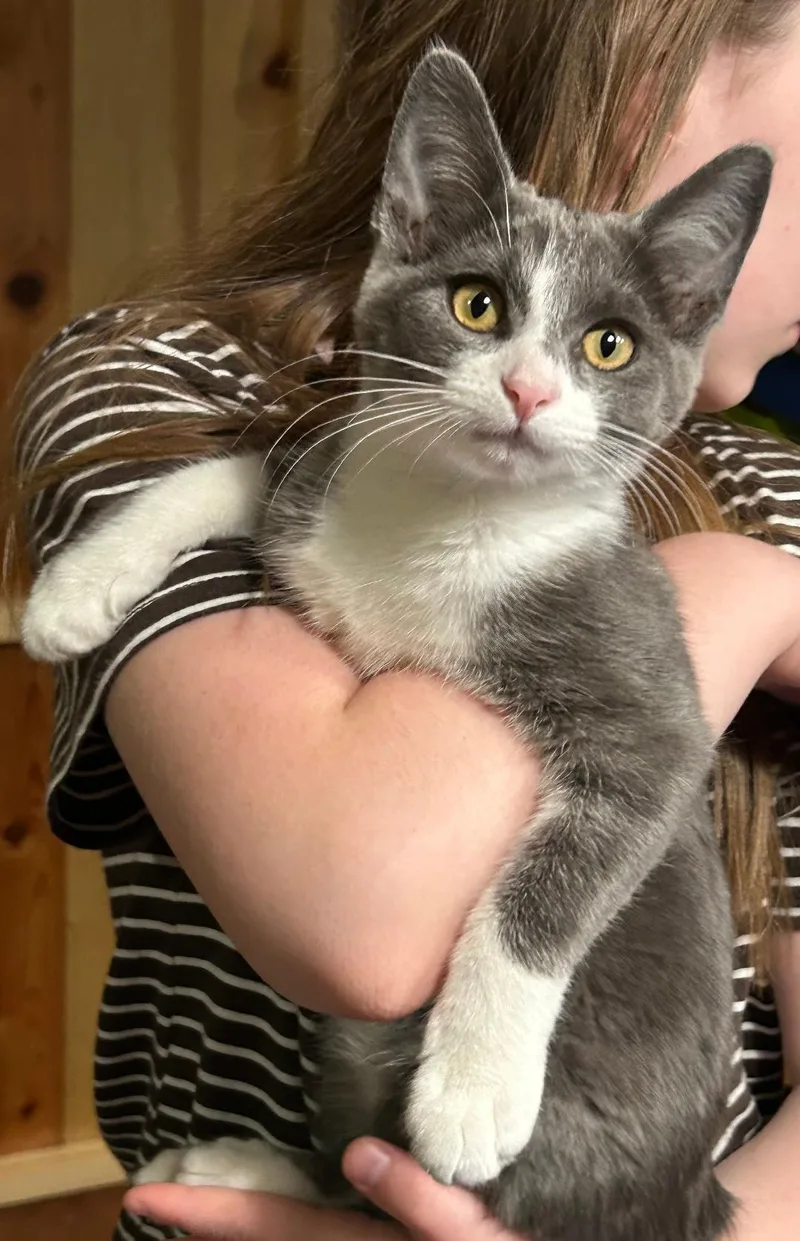 A baby medium-sized female Gray & White Domestic Short Hair cat named Daisy for adoption in Pasco, WA
