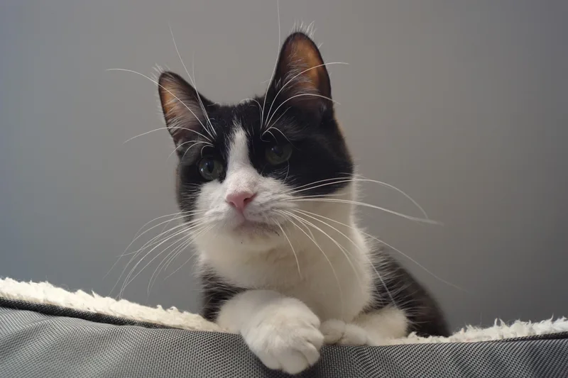 A young medium-sized male Black & White / Tuxedo Domestic Short Hair cat named Alvin for adoption in New Milford, CT
