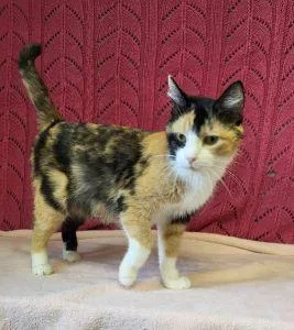 An adult medium-sized female Domestic Short Hair cat named Mallory for adoption in Bucyrus, OH