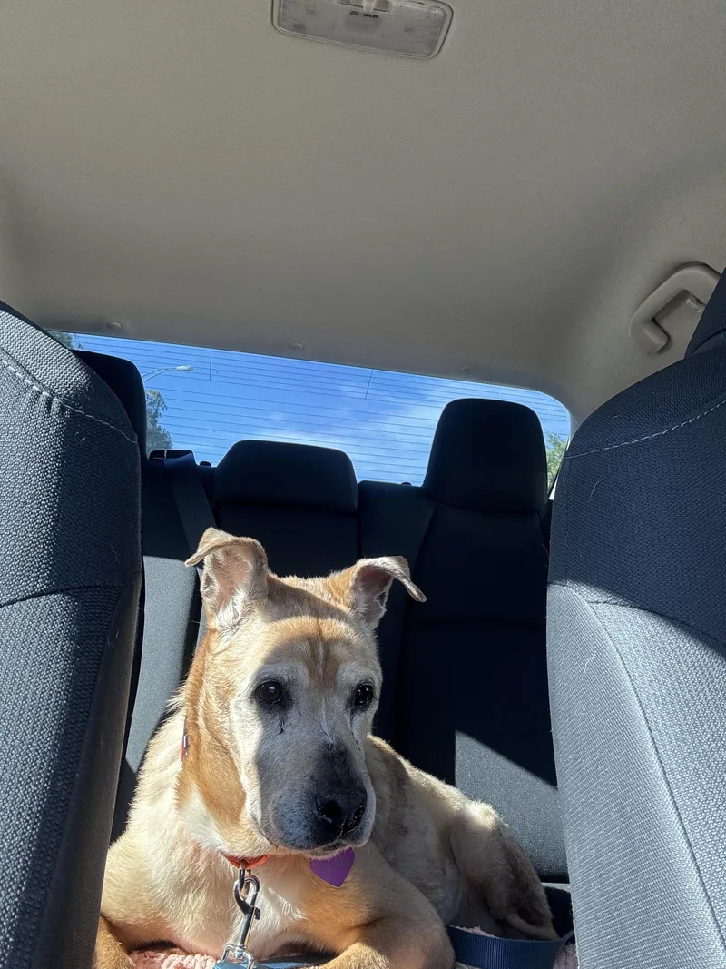 A senior medium-sized female Labrador Retriever dog named Madi for adoption in Bradenton, FL