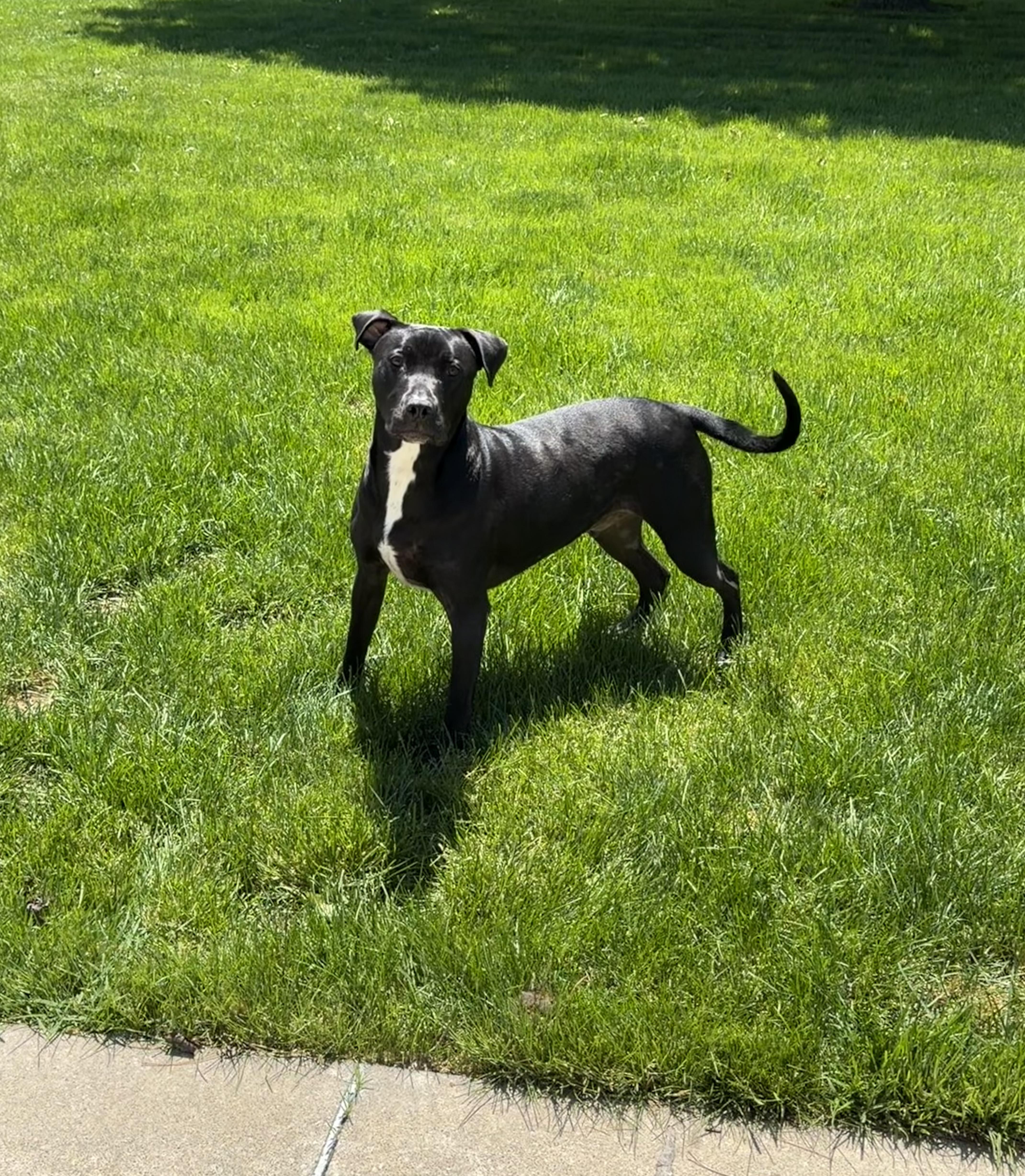 An adult large-sized male Pit Bull Terrier dog named Konan for adoption in New Baltimore, MI